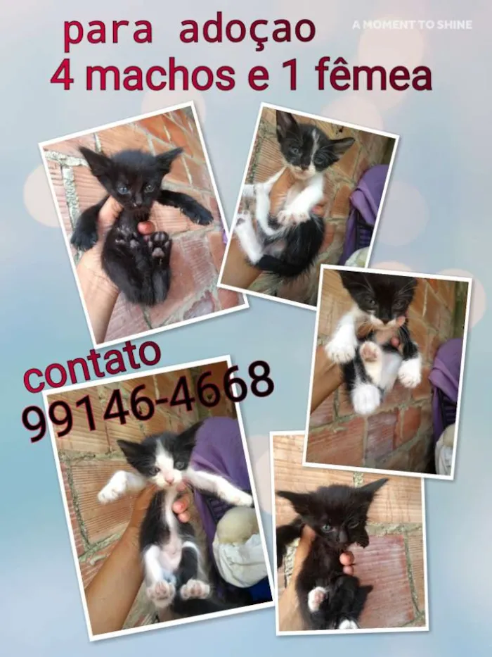 Gato raça Srd idade Abaixo de 2 meses nome Sem nomes