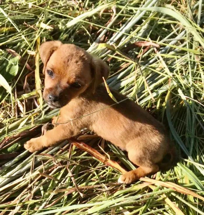 Cachorro ra a SRD idade 2 a 6 meses nome Thor