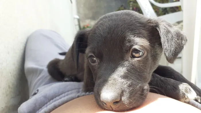 Cachorro ra a Vira lata  idade 2 a 6 meses nome 5 filhotes  2 meses