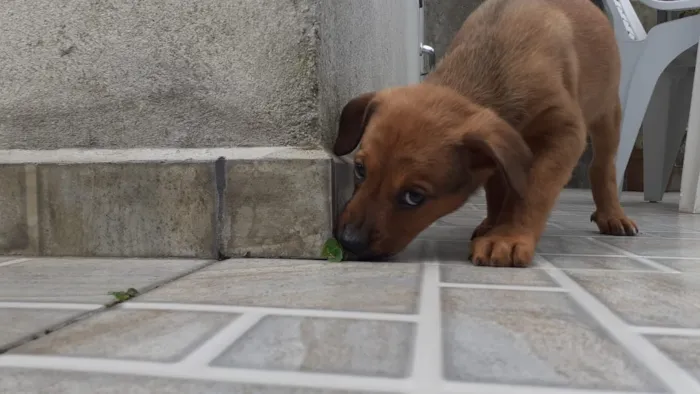 Cachorro ra a Vira lata  idade 2 a 6 meses nome 5 filhotes  2 meses