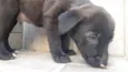 5 filhotes  2 meses