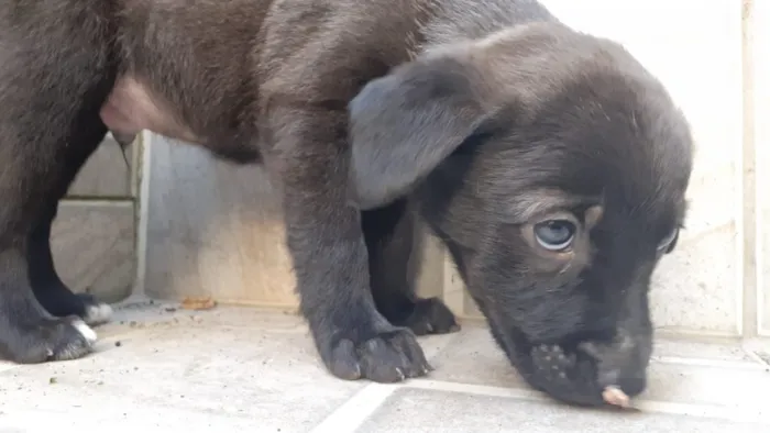 Cachorro ra a Vira lata  idade 2 a 6 meses nome 5 filhotes  2 meses