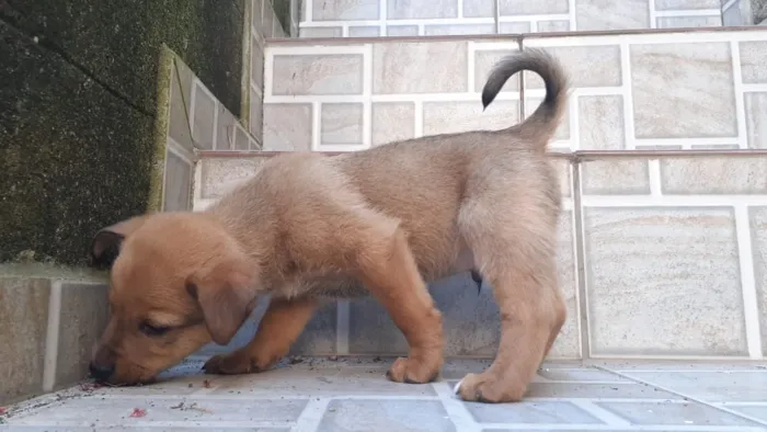 Cachorro ra a Vira lata  idade 2 a 6 meses nome 5 filhotes  2 meses