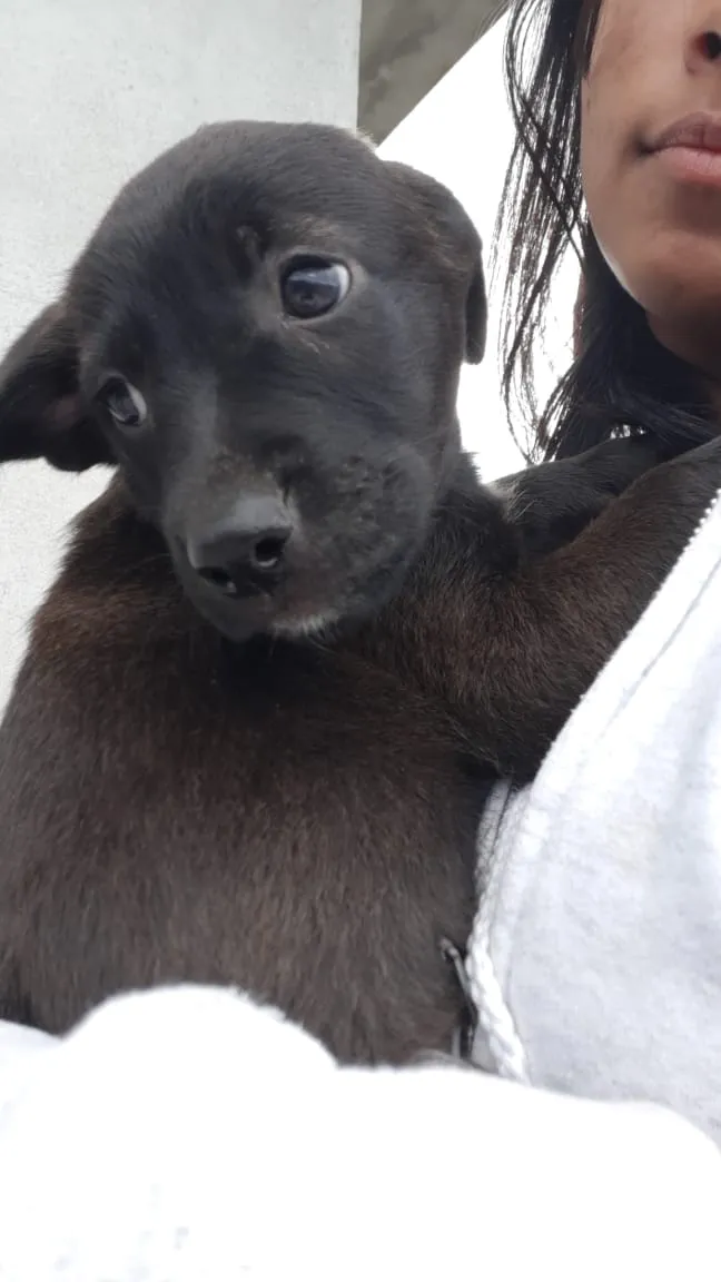 Cachorro ra a Vira lata  idade 2 a 6 meses nome 5 filhotes  2 meses