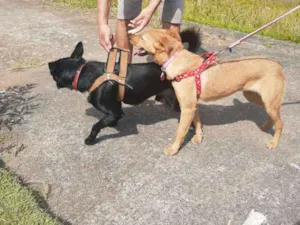 Cachorro raça Vira lata idade 1 ano nome Amora