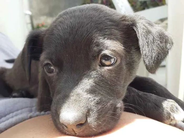 Cachorro ra a Vira lata  idade 2 a 6 meses nome 5 filhotes  2 meses