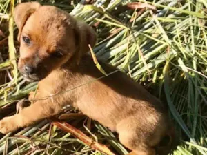 Cachorro raça SRD idade 2 a 6 meses nome Thor