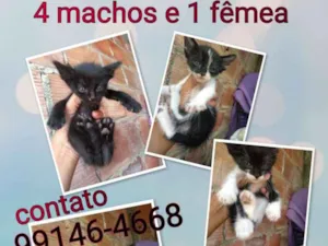 Gato raça Srd idade Abaixo de 2 meses nome Sem nomes