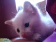 Kiko