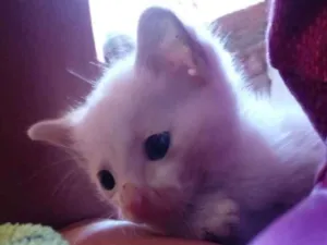 Gato raça Srd idade Abaixo de 2 meses nome Kiko