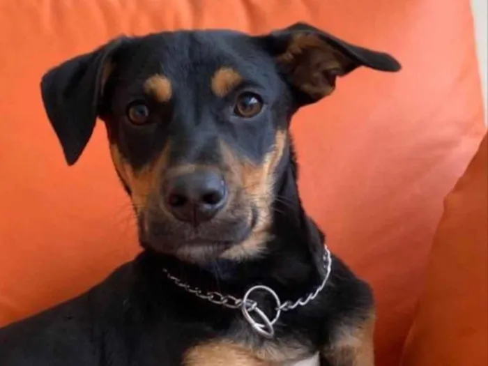 Cachorro ra a SRD idade 7 a 11 meses nome Eros