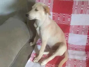 Cachorro raça SRD idade 2 a 6 meses nome Mel