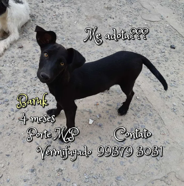 Cachorro raça SRD idade 2 a 6 meses nome Baruk