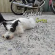 Snoopy