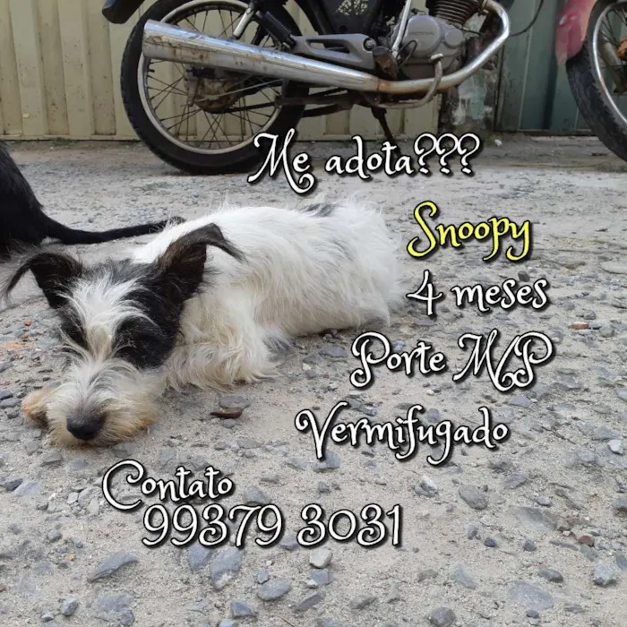 Cachorro raça SRD idade 2 a 6 meses nome Snoopy