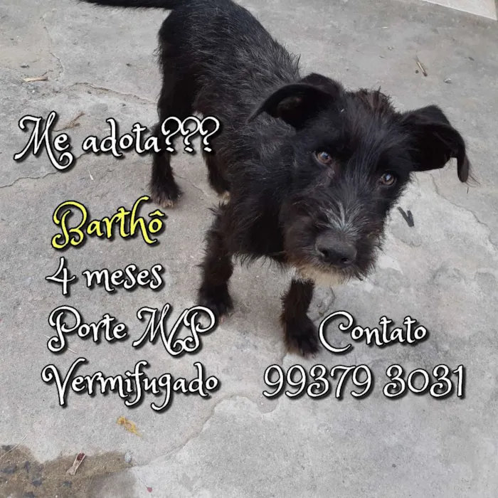Cachorro raça SRD idade 2 a 6 meses nome Bartho
