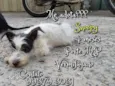 Snoopy