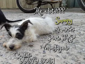 Cachorro raça SRD idade 2 a 6 meses nome Snoopy