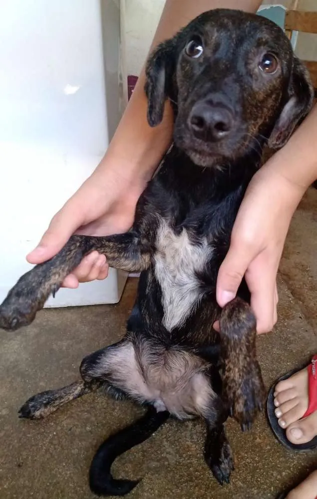 Cachorro ra a  idade 7 a 11 meses nome Bobi