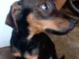 Bobi