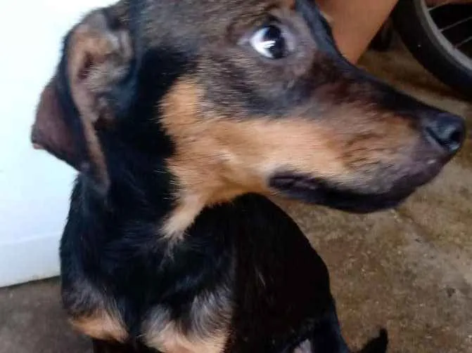Cachorro ra a  idade 7 a 11 meses nome Bobi