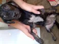 Bobi