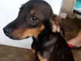 Bobi
