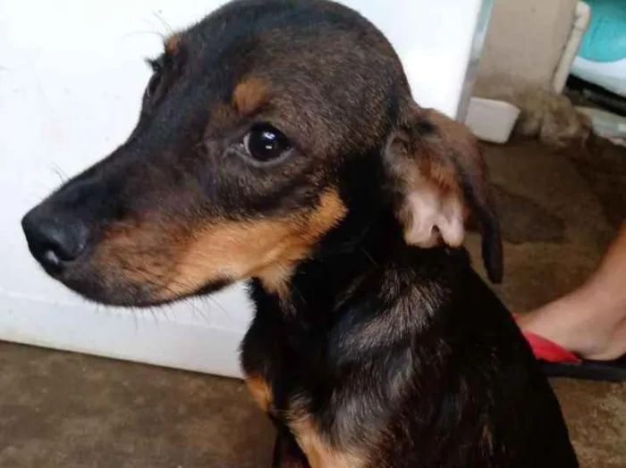 Cachorro ra a  idade 7 a 11 meses nome Bobi