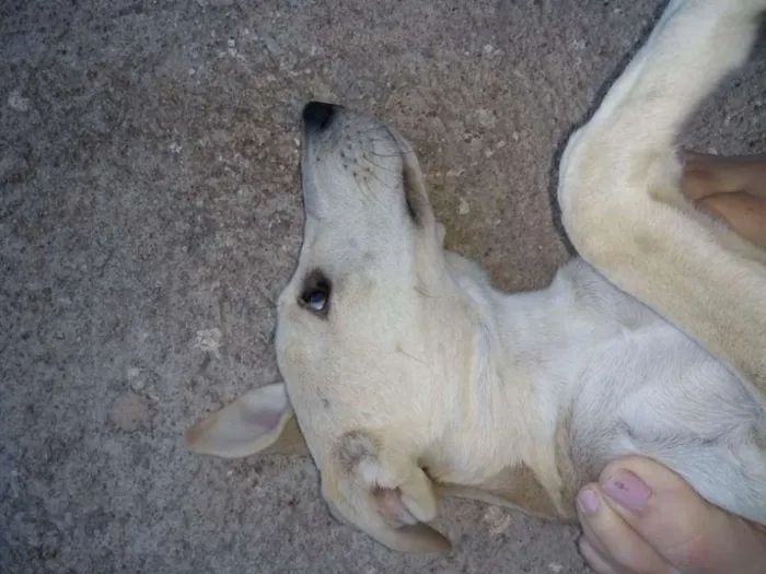 Cachorro ra a Labrador idade 7 a 11 meses nome Menina