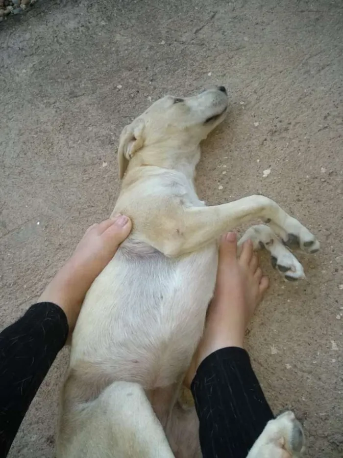 Cachorro ra a Labrador idade 7 a 11 meses nome Menina