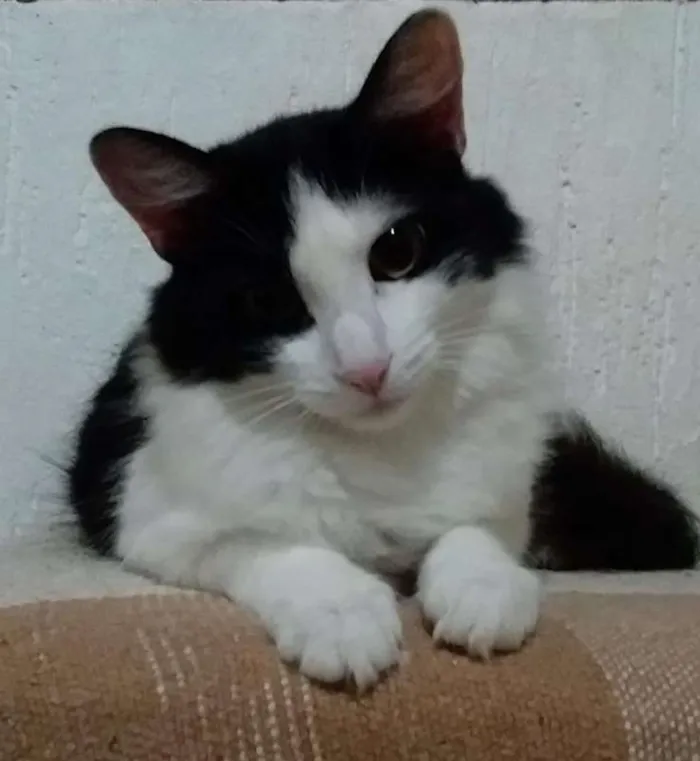 Gato ra a SRD idade 7 a 11 meses nome Flor