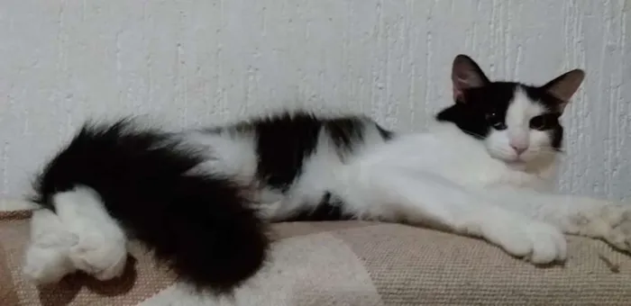 Gato ra a SRD idade 7 a 11 meses nome Flor