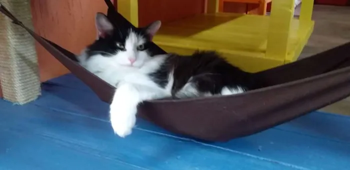 Gato ra a SRD idade 7 a 11 meses nome Flor
