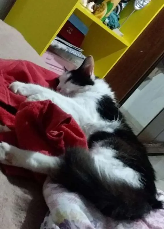 Gato ra a SRD idade 7 a 11 meses nome Flor