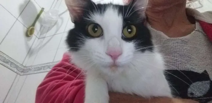 Gato ra a SRD idade 7 a 11 meses nome Flor