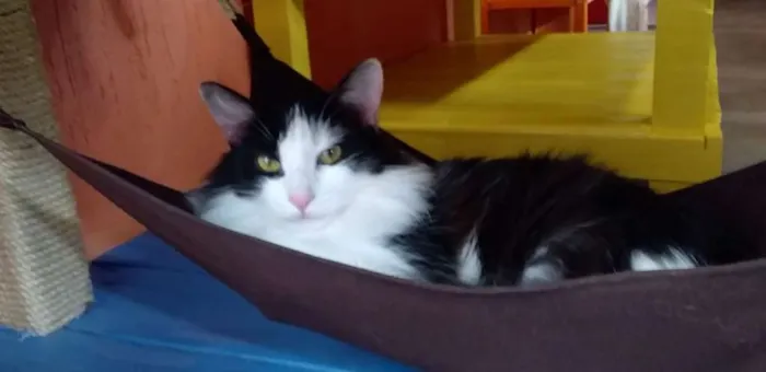 Gato ra a SRD idade 7 a 11 meses nome Flor