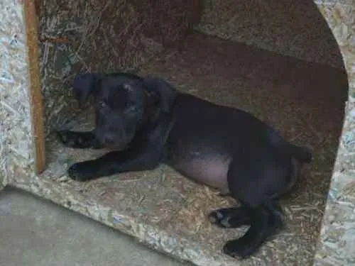 Cachorro ra a SRD idade 2 a 6 meses nome sem nome