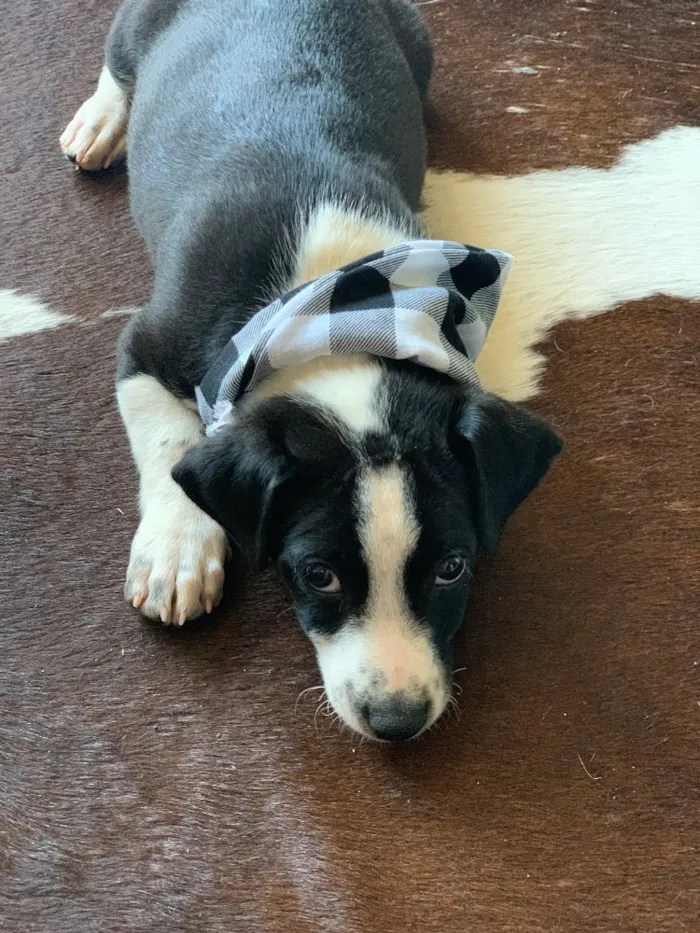 Cachorro ra a SRD idade 2 a 6 meses nome Doki 