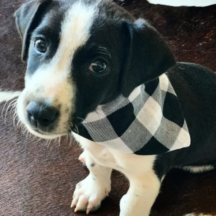Cachorro ra a SRD idade 2 a 6 meses nome Doki 