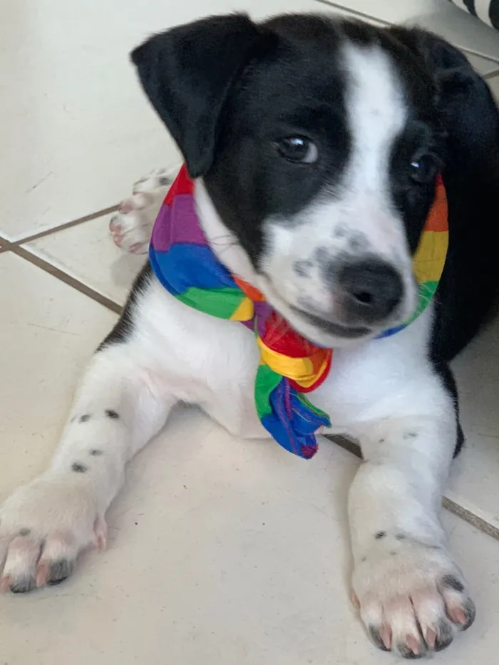 Cachorro ra a SRD idade 2 a 6 meses nome Doki 