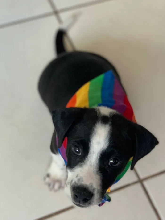 Cachorro ra a SRD idade 2 a 6 meses nome Doki 