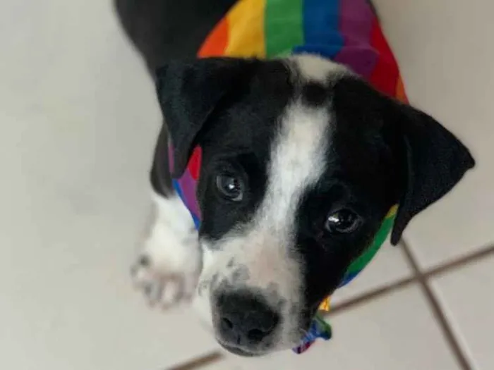 Cachorro ra a SRD idade 2 a 6 meses nome Doki 