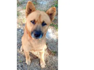 Cachorro raça SRD idade 3 anos nome Tedy