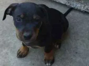 Cachorro raça SRD idade 2 a 6 meses nome sem nome