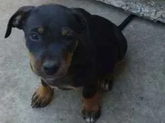 Cachorro ra a SRD idade 2 a 6 meses nome sem nome