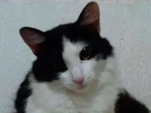 Gato raça SRD idade 7 a 11 meses nome Flor