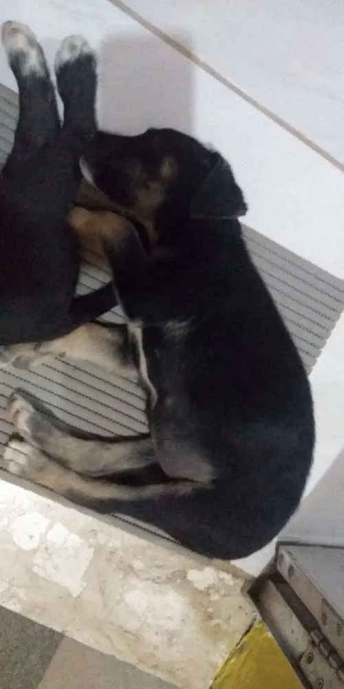 Cachorro ra a Vira lata idade 2 a 6 meses nome Mel