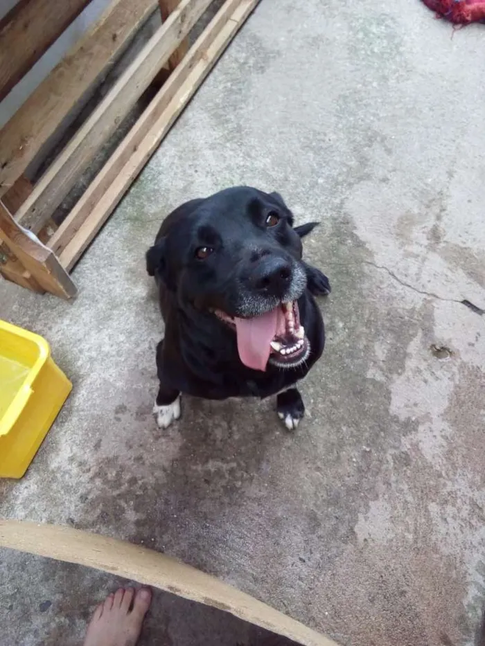 Cachorro ra a Labrador idade 4 anos nome Nina