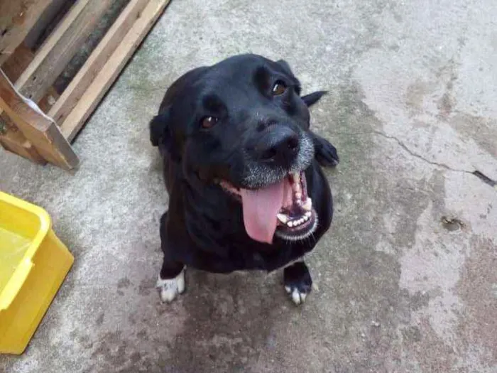 Cachorro ra a Labrador idade 4 anos nome Nina