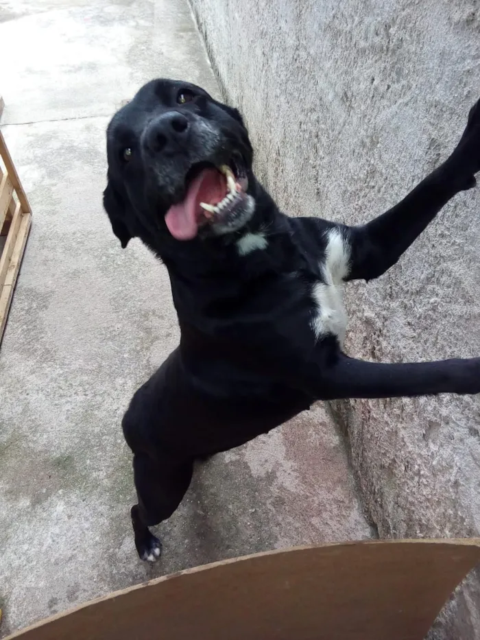 Cachorro ra a Labrador idade 4 anos nome Nina